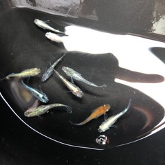 めだか　色々MIX 10匹の画像