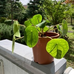 観葉植物　
ペペロミア　オイダスの画像