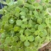 ランキングキーワードに紐づく投稿画像-多肉植物