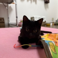 生後約3ヶ月の黒猫
