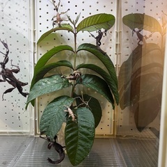 ユウレイヒレアシナナフシ　新成虫　オス　2匹の画像