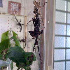 ユウレイヒレアシナナフシ　新成虫　オス　2匹の画像