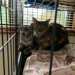 可愛い猫の親子　珍しい柄です　子猫　グレートラ　アメショーちゃん風