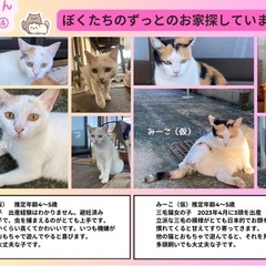 三毛猫の女の子