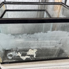 水槽２個セット、色々お付けします9月中旬の画像