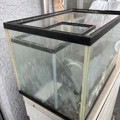 水槽２個セット、色々お付けします9月中旬の画像