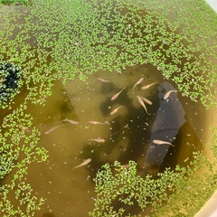 メダカ　楊貴妃の画像
