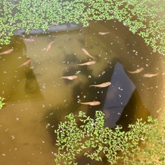 メダカ　楊貴妃の画像