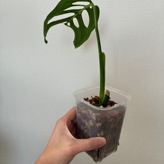 モンステラ　エスケレートの画像