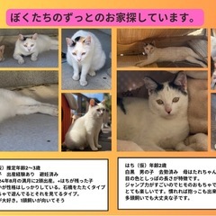 急募！！里親さん探しています