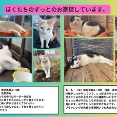 急募！！里親さん探しています