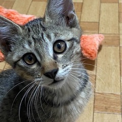 【急募】生後3ヶ月の男の子🐱