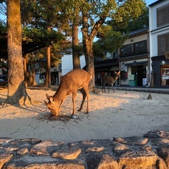 犬フレさんで　10月11日〜13日　一緒に宮島に行ける人募集† - 福岡市