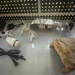 爬虫類飼育セット　フトアゴヒゲトカゲの画像
