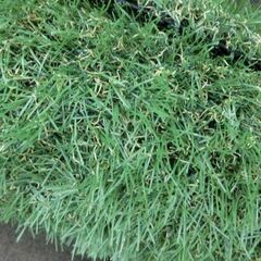 新品 人工芝 アイリスオーヤマ 約1m×2m 芝の高さ30mm 札幌 西野店の画像