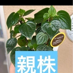ペペロミア　の画像