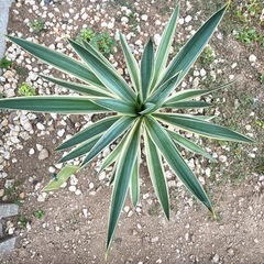 ユッカ バリエガーター 観葉植物 ドライガーデン 植木 苗木 ガーデニングの画像
