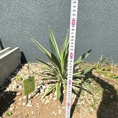 ユッカ バリエガーター 観葉植物 ドライガーデン 植木 苗木 ガーデニングの画像