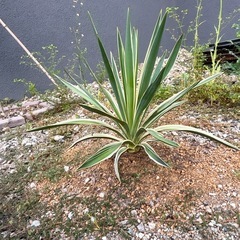 植木 ユッカ バリエガーター 観葉植物 ドライガーデン 苗木 ガーデニングの画像