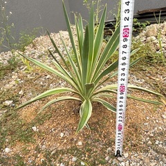 植木 ユッカ バリエガーター 観葉植物 ドライガーデン 苗木 ガーデニングの画像