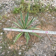 植木 ユッカ バリエガーター 観葉植物 ドライガーデン 苗木 ガーデニングの画像