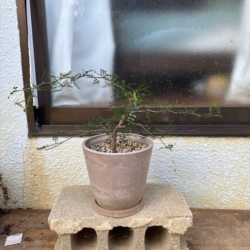 レア実生パキプス四年