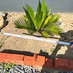 ソテツ 苗木 植木 常緑樹 南国 ドライガーデン ガーデニング 外構 おしゃれの画像