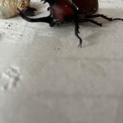 弥栄産、阿古谷産カブトムシの画像