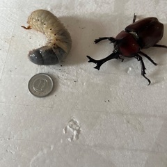 弥栄産、阿古谷産カブトムシの画像
