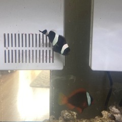 お早めに‼️(エベレーダー)有り　クマノミフルセット　1万即決　水槽〜全てセットで‼️の画像