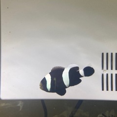 お早めに‼️(エベレーダー)有り　クマノミフルセット　1万即決　水槽〜全てセットで‼️の画像