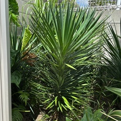 Yucca ユッカ　アロイフォリアの画像