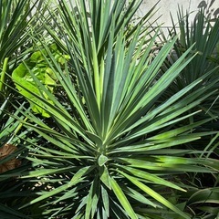 Yucca ユッカ　アロイフォリアの画像