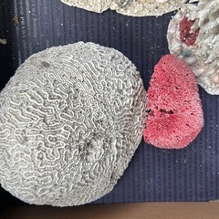 サンゴとかまとめの画像