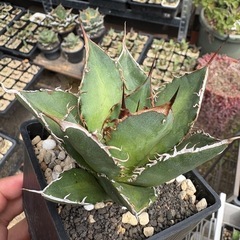 アガベ　厳選オアハカ実生　　オテロイ　チタノタの画像