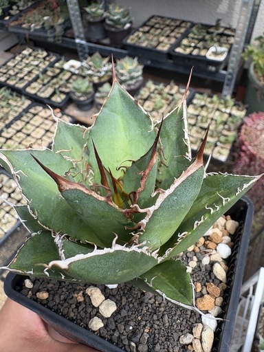 アガベ　厳選オアハカ実生　　オテロイ　チタノタ