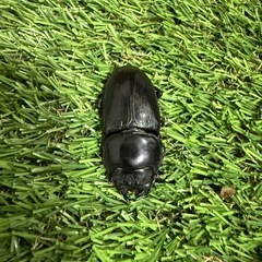 国産オオクワガタ
の画像