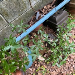 植木鉢　大量　まとめ　テラコッタ　素焼きの画像