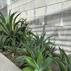 Agave アガベ　ベネズエラの画像