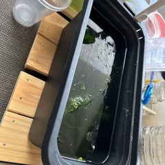 【9/28までの掲載】メダカ稚魚20匹前後の画像