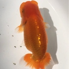 らんちゅう 優良系統 当歳 素赤の画像