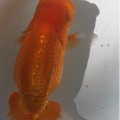 らんちゅう 優良系統 当歳 素赤の画像