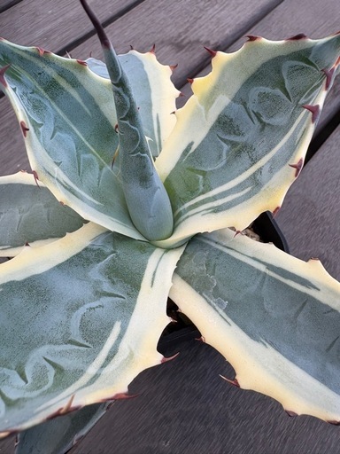 【値下】アガベ　パラサナ　インプレッショニスト