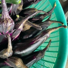 本日の採りたて夏野菜🥒🍆🫑の画像