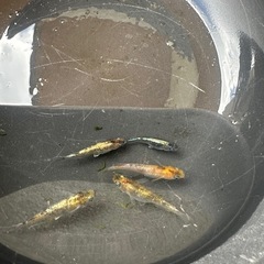 メダカ 龍炎 1ペア＋メス2匹の画像
