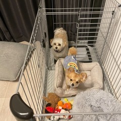 トイレトレー付き 犬用  無料であげますの画像