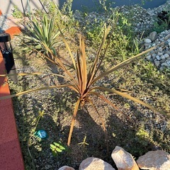 レッドスター 植木 観葉植物 ドライガーデン 苗木 ガーデニングの画像