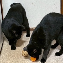 6年間自由を奪われた兄弟 - 猫