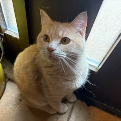 人馴れした猫ちゃん's