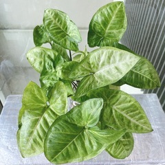 観葉植物 シンゴニウム
の画像